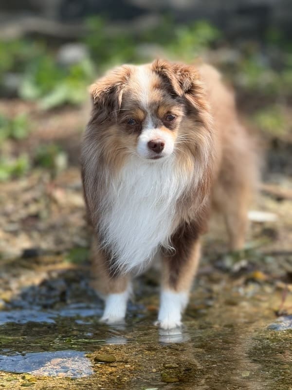 Russet-toy-aussie_0971 A fluffy red merle toy aussie dog with a long, thick coat stands on a rocky ground near shallow water, looking forward.