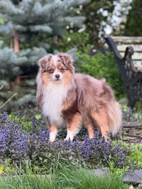 Russet-toy-aussie_8087 A fluffy red merle toy australian shepherd with a thick coat stands on a garden border surrounded by purple flowers and greenery, with a bench and pine tree in the background.