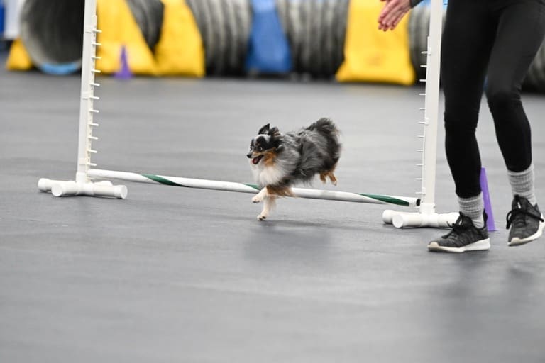 Truffle, a tiny toy blue merle australian shepherd with a tail, going over a jump at an agility trial
