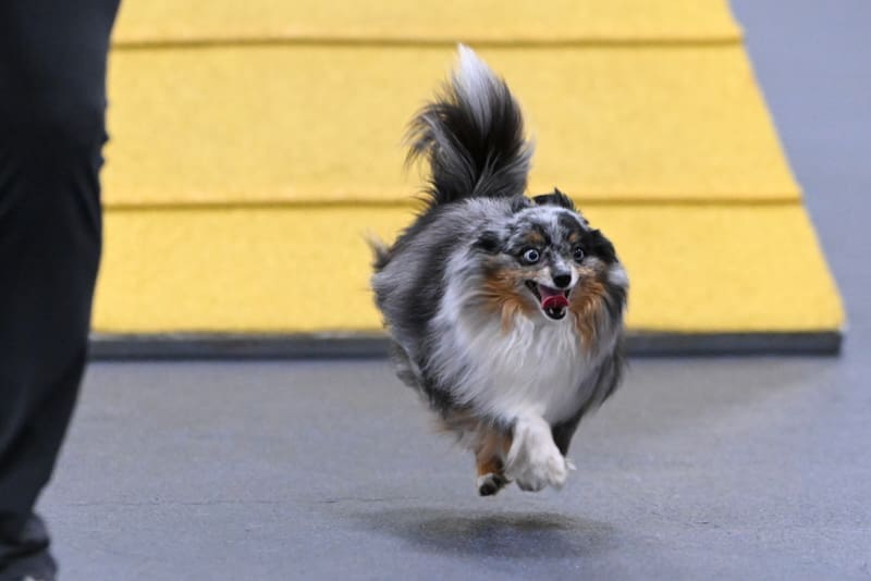 A small, fluffy Toy Aussie dog with blue merle fur excitedly runs indoors on a smooth surface, with yellow agility equipment in the background and a person’s leg visible on the left.