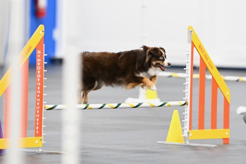 A Fun Weekend at CPE Agility