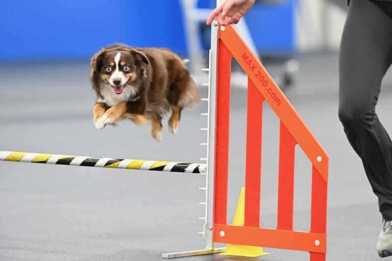 A small red tri toy australian shepherd leaps enthusiastically over a yellow and black agility jump bar during an indoor competition, with a person running beside her.