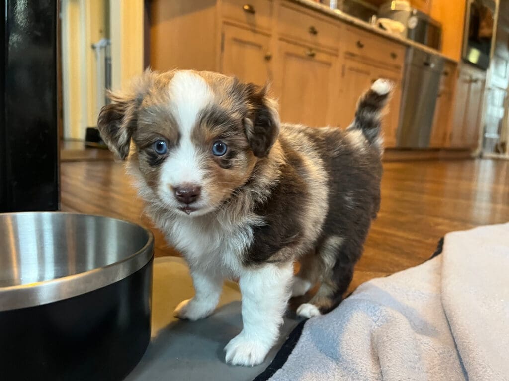 A red merle Toy Australian Shepherd puppy with a tail standing near a water bowl, with water dribbling down his chin