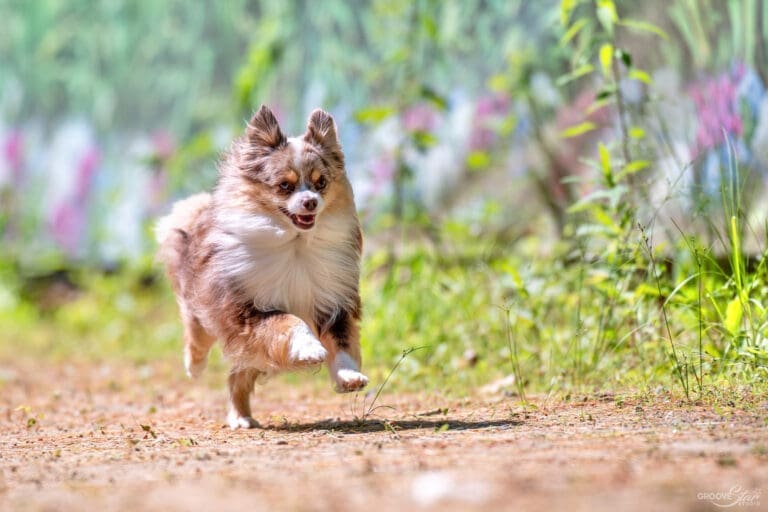 A red merle toy australian shepherd with a tail running in a fastcat trial
