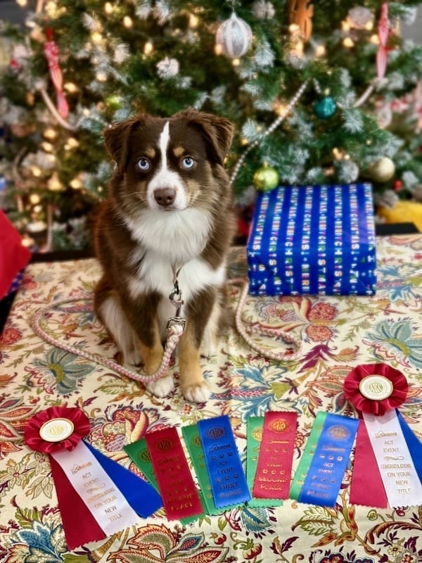 Peach, a red tri toy aussie, posing in front of a Christmas tree with agility ribbons for her ACT1 and ACT2 titles
