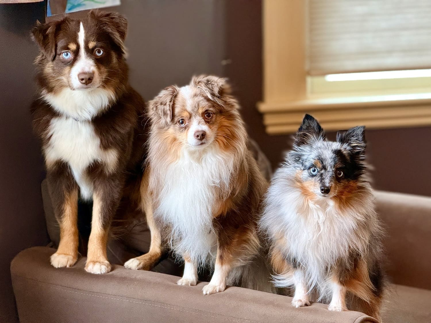 Toy Aussie vs Mini Aussie vs Miniature American Shepherd: What’s Actually Different?