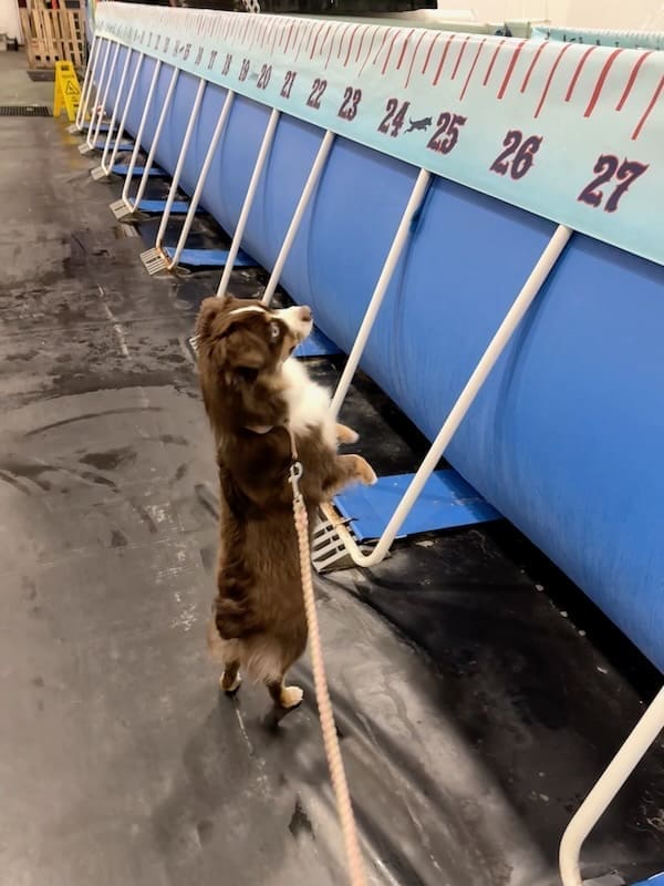 Peach, a red tri toy australian shepherd, standing on her hind legs to try to look into a dock diving pool