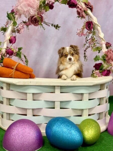 Russet, a red merle Toy Australian Shepherd, posing in an Easter basket photo backdrop