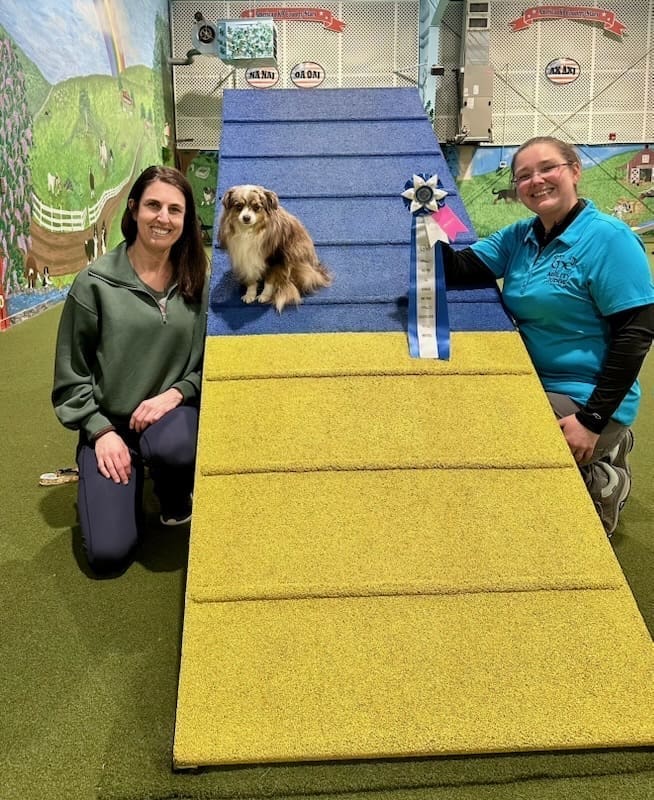 Russet, a red merle Toy Aussie, poses on the a-frame for an agility win photo