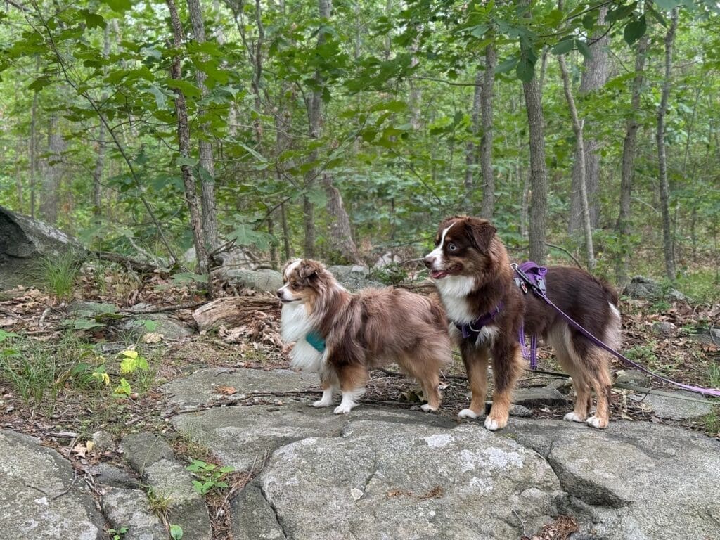 Peach, a red tri miniature australian shepherd, and Russet, a red merle toy australian shepherd, on a hike