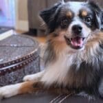 A blue merle toy australian shepherd sitting on a couch