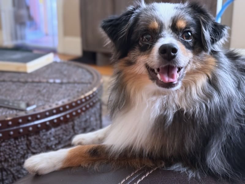 Are Toy Aussies Apartment Dogs?