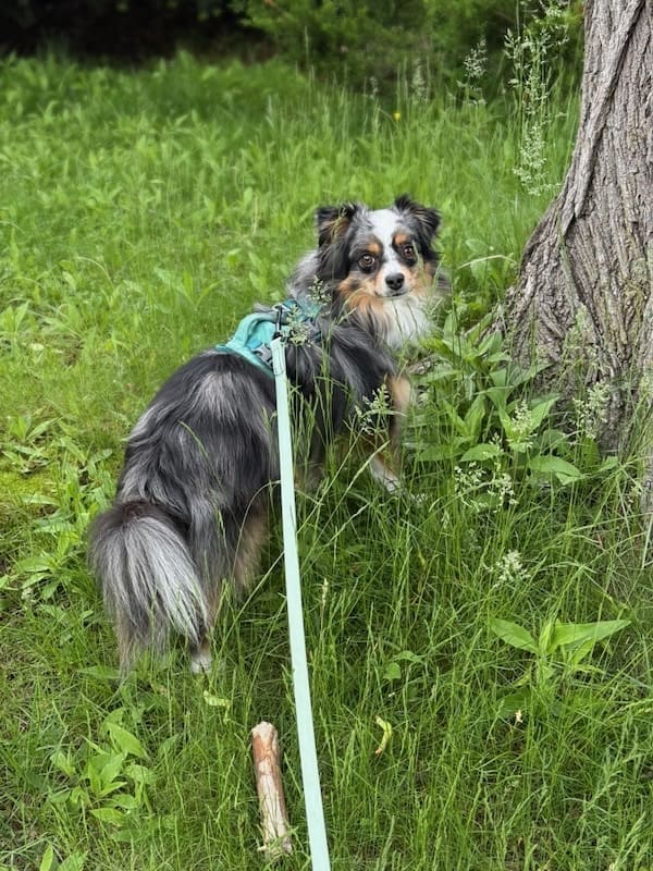 Strudel, a blue merle Toy Australian Shepherd, out for a walk in nature