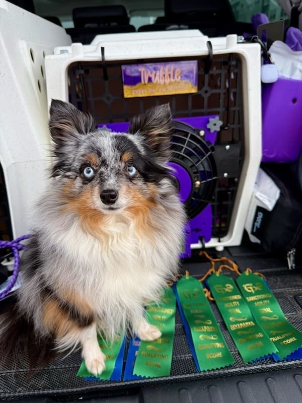 Truffle, a blue merle Toy Australian Shepherd, poses with five first-place and qualifying agility ribbons.