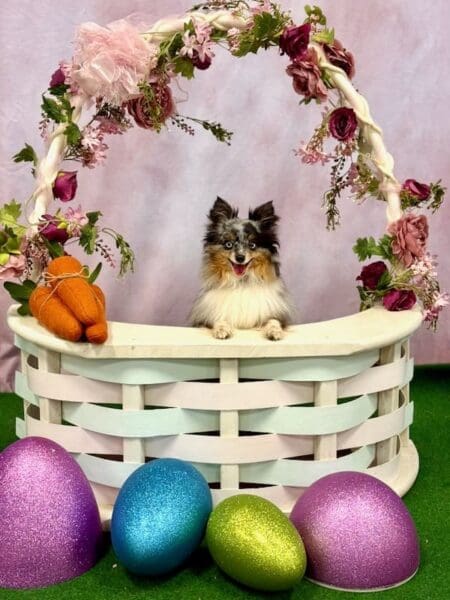 Truffle, a blue merle Toy Australian Shepherd, posing in an Easter basket photo backdrop
