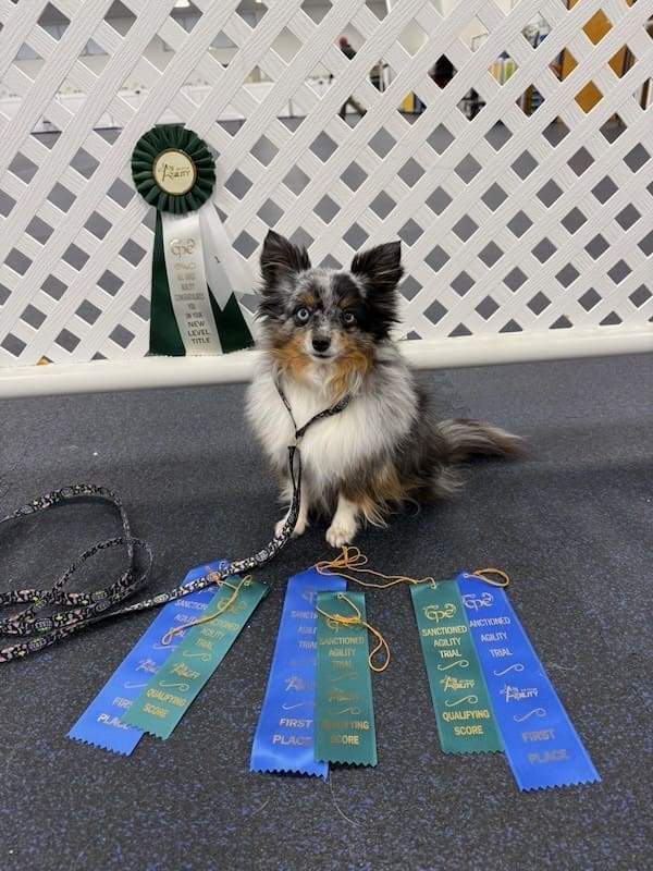 Truffle, a blue merle toy Australian Shepherd with a tail, posing with three qualifying agility ribbons and a new title rosette