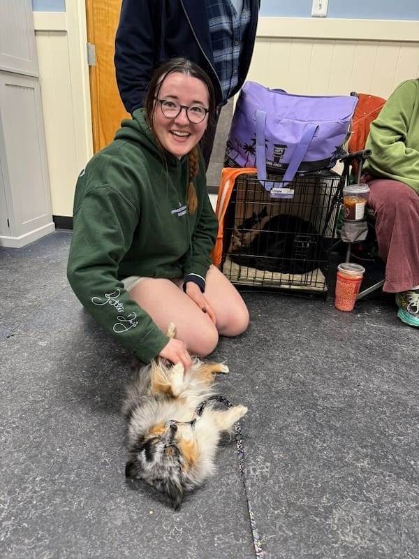 Truffle, a tiny toy aussie, rolling on her back to get belly rubs from a new friend