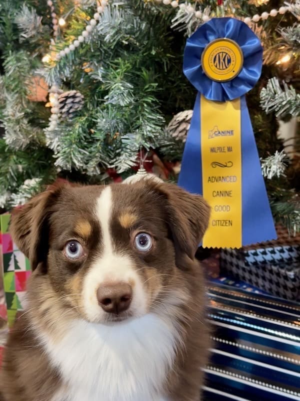 Peach, a red tri toy aussie, posing in front of her AKC Community Canine (Canine Good Citizen Advanced) rosette