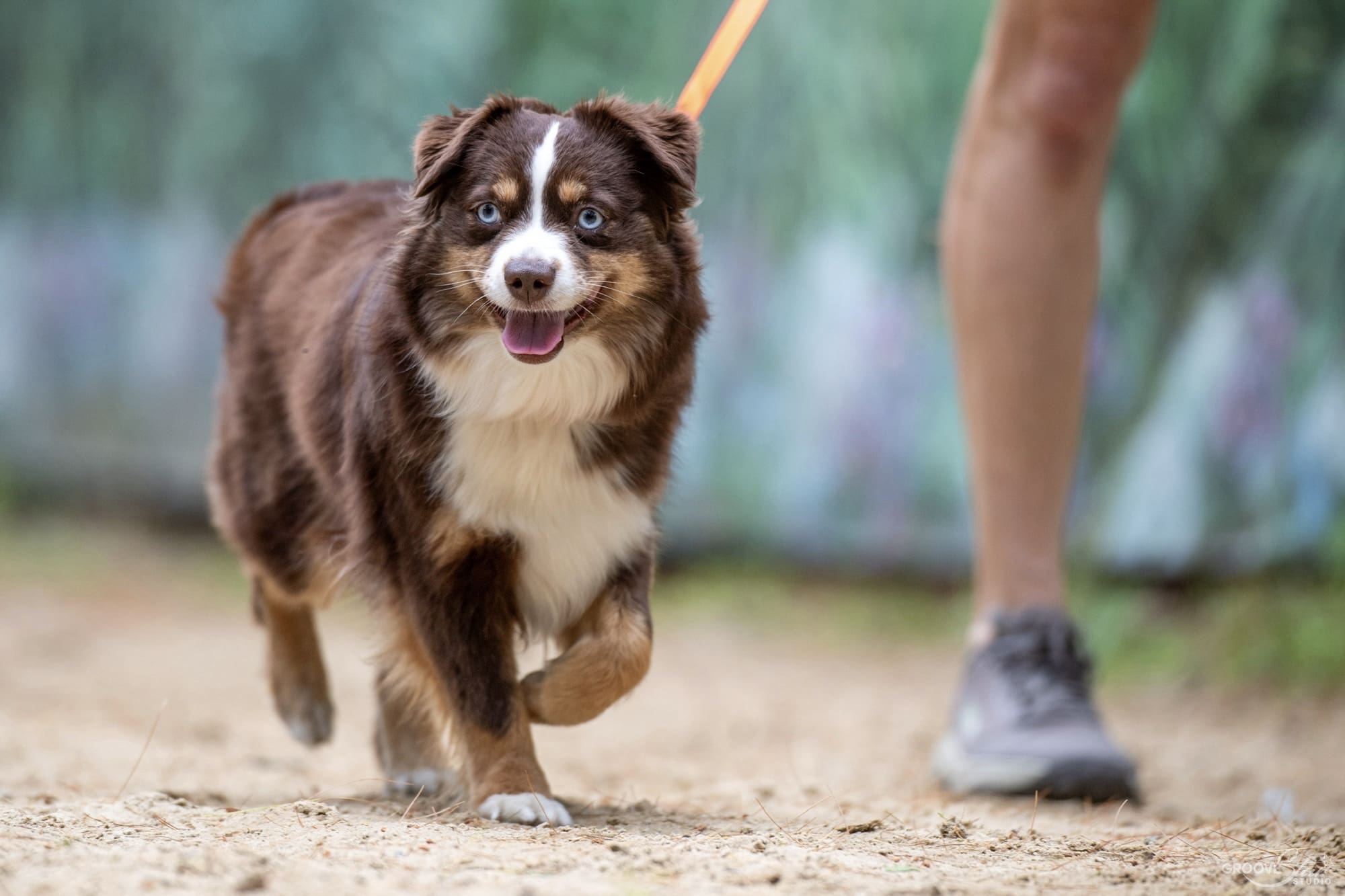 A happy red tri Miniature American Shepherd with blue eyes walks on a leash outdoors beside a person wearing shorts and sneakers.
