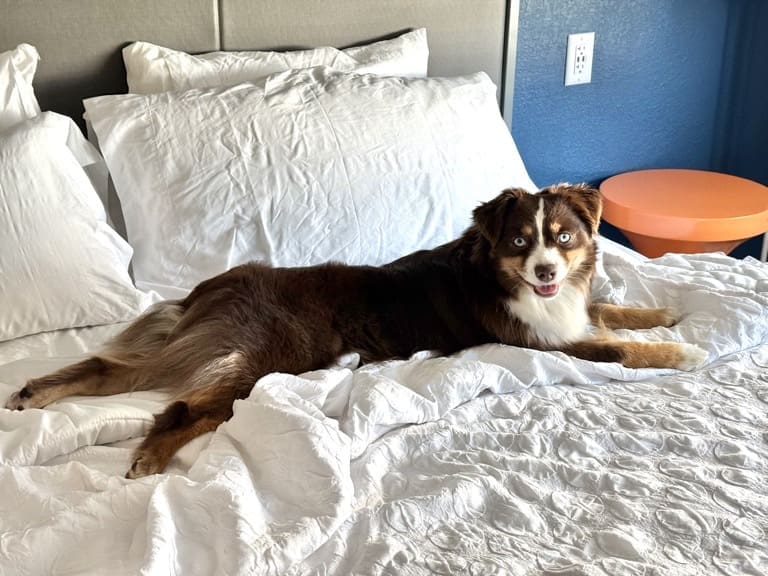 A red tri miniature American shepherd with blue eyes lies on a neatly made bed with white bedding and pillows, looking toward the camera.