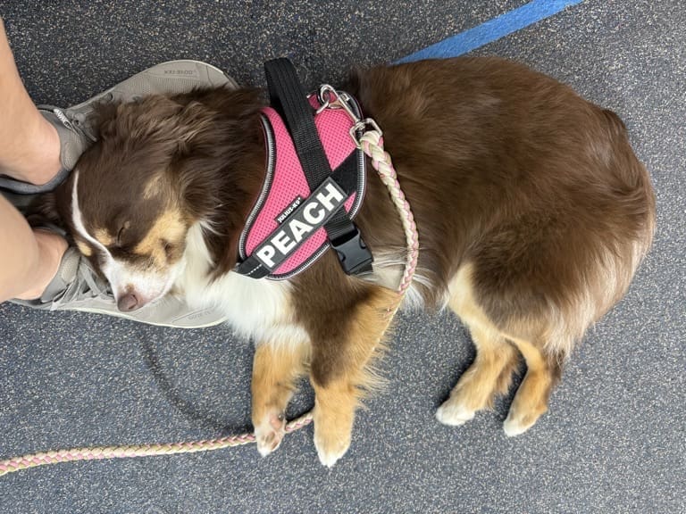 A red tri toy aussie dog wearing a pink harness labeled PEACH is lying on the floor, resting her head on a person’s feet.
