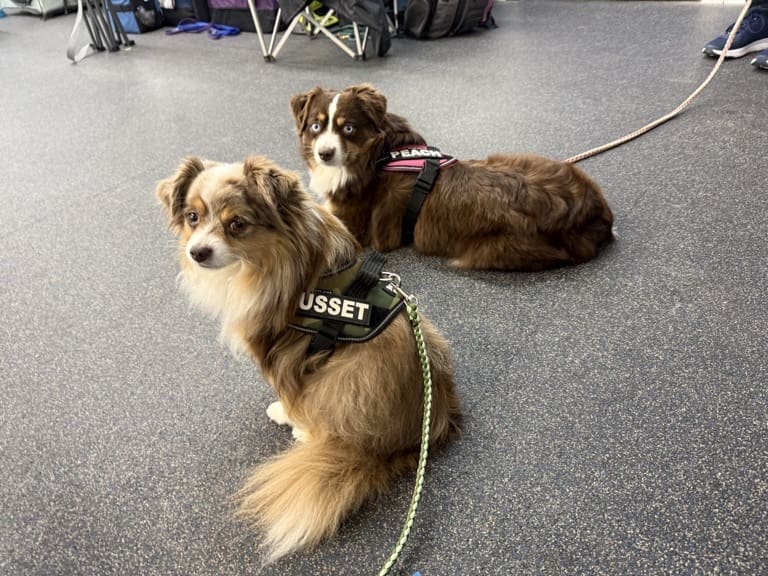 Two toy Australian shepherds wearing harnesses labeled “RUSSET” and “PEACH” sit on a speckled floor, looking toward the camera. They are on leashes, with bags and chairs visible in the background.