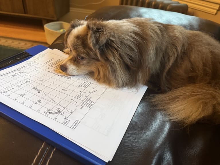 A fluffy red Merle toy aussie dog rests his head on a clipboard with agility maps.