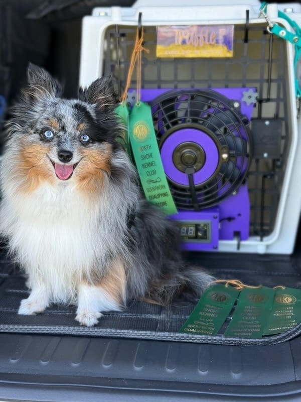 A small, fluffy Toy Australian Shepherd with a blue merle coat sits beside green scent work ribbons and a crate labeled “Truffle,” looking happy and alert.