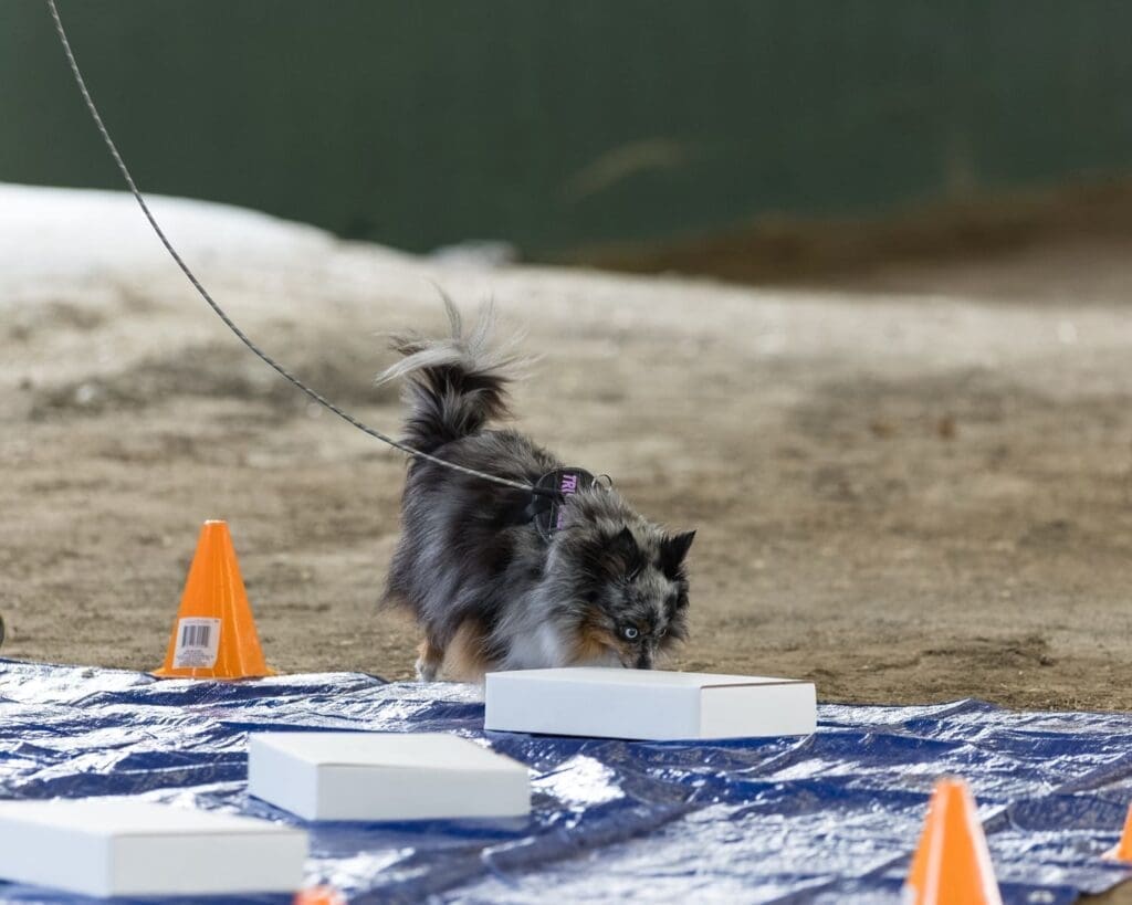 A small dog on a leash sniffs a white box placed on a blue tarp, with orange cones nearby on a dirt surface.