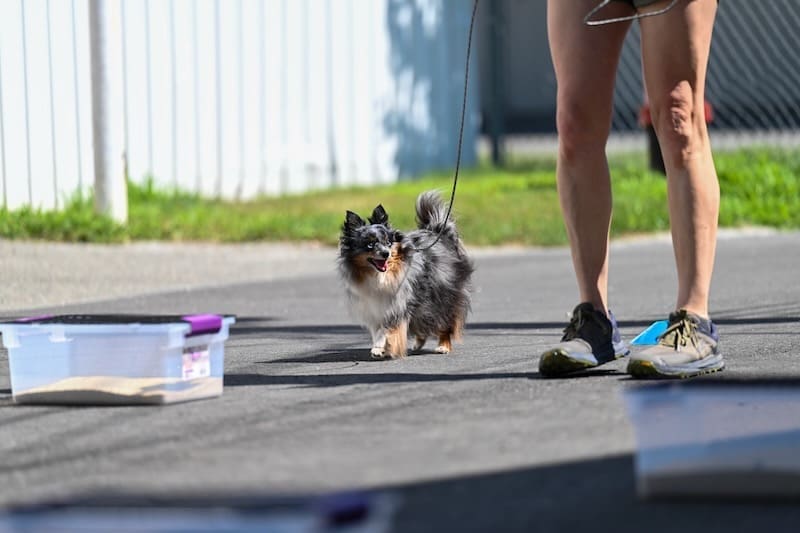 A small blue merle Toy Aussie on a leash walks beside a person in shorts and sneakers in a novice buried scentwork search area. Plastic containers partially filled with sand are visible on the ground nearby.
