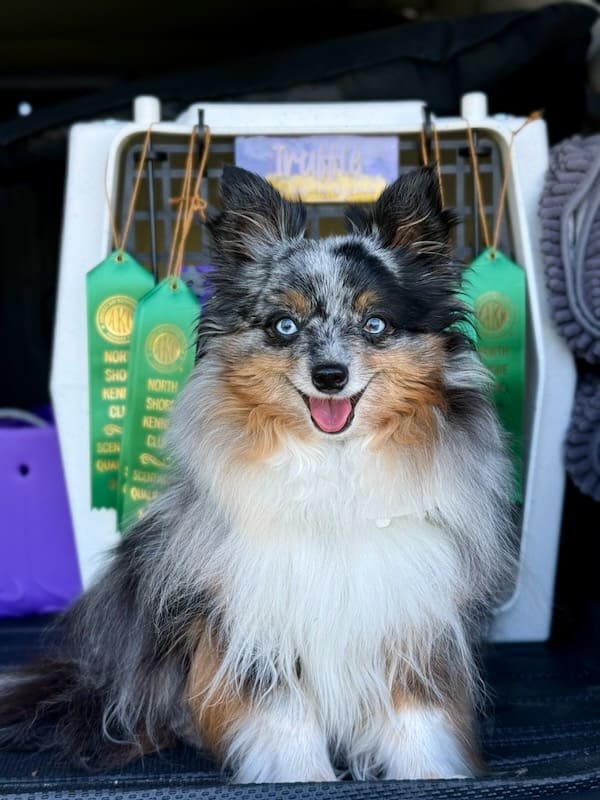 A fluffy blue merle Toy Australian Shepherd with blue eyes sits in front of a crate, smiling. Four green scentwork qualifying ribbons hang on the crate behind her.