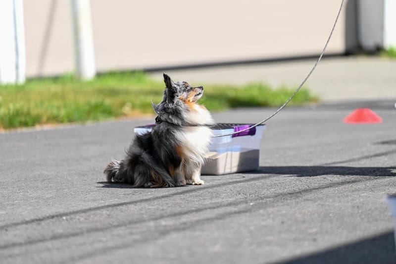 A small, fluffy Toy Aussie sits on pavement, leashed and looking up, to alert at a scentwork trial. A plastic bin partially filled with sand and an orange cone are nearby, with grass and a building in the background.