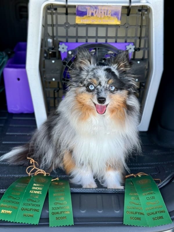 A fluffy, happy Toy Australian Shepherd sits in front of a crate, surrounded by green award ribbons labeled Scentwork Qualifying Score.