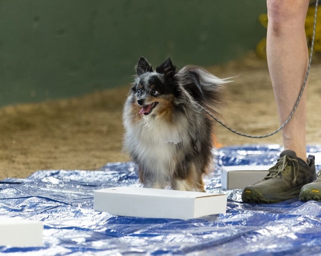 A small, fluffy dog on a leash stands on a blue tarp, looking alert and happy near some white rectangular objects. A persons legs in sneakers are visible beside the dog.