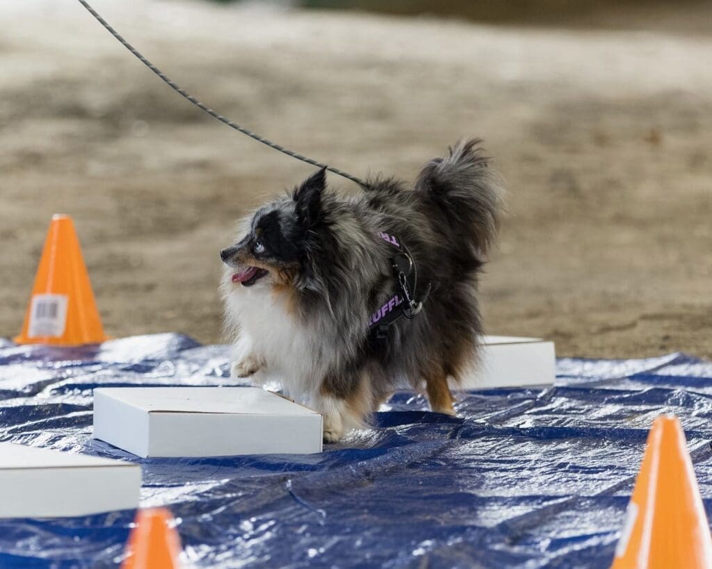 A small, fluffy dog on a leash stands on a blue tarp, stepping on a white box, surrounded by orange traffic cones.