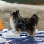 A small, fluffy blue merle Toy Aussie wearing a TRUFFLE vest stands on a white box at a scentwork trial. Orange cones and a blue tarp are visible in the background.