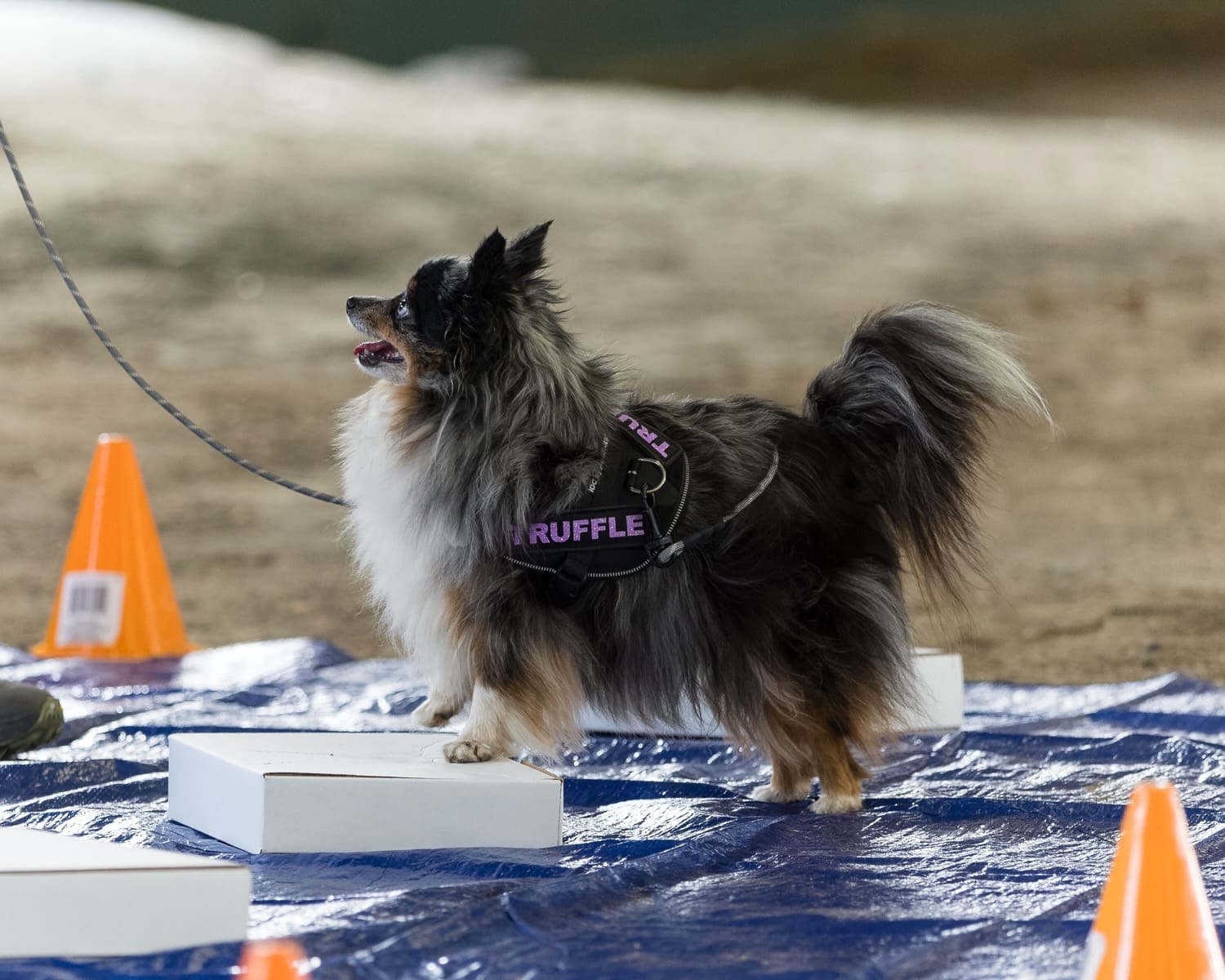 A small, fluffy blue merle Toy Aussie wearing a TRUFFLE vest stands on a white box at a scentwork trial. Orange cones and a blue tarp are visible in the background.